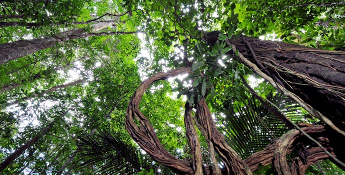在巴西Amapá国家森林仰望树冠