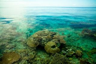 斐济维提岛的珊瑚礁