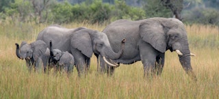 大象在博茨瓦纳奥卡万戈三角洲的Vumbura平原上散步.