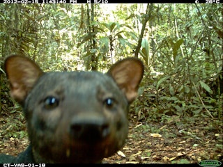 Yasuní相机捕捉照片. 这种短耳犬是一种稀有物种，在野外很难观察到.