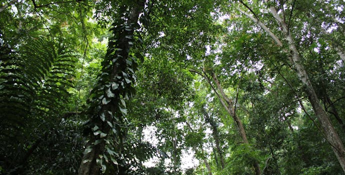 巴拉望Panalingaan Mantalingahan山保护区的原始森林覆盖.