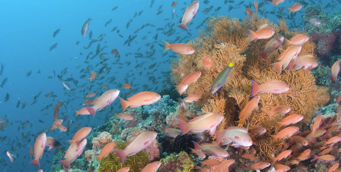 菲律宾佛得岛海峡马比尼的珊瑚礁