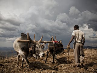 An Ethiopian man turns a team of two ox that he uses to plow a hilltop field under dark cloudy skies.