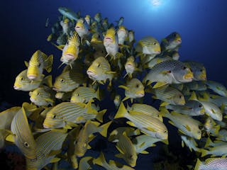 A school of diagonal banded and yellow ribbon sweetlips. Populations of commercially important fish species like these have been increasing in Bird's Head.
