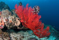印度尼西亚的珊瑚礁