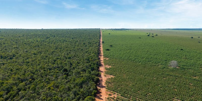 BTG Pactual Timberland Investment Group