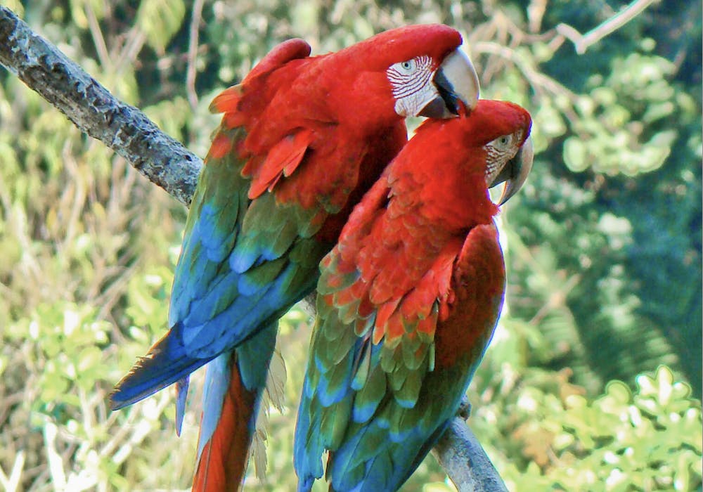 /images/default-source/1-new-uploads/madidi_macaws.png?sfvrsn=d6a21e03_5