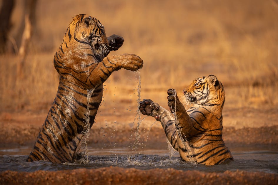Prints for Wildlife – Edition Hope, photographie naturaliste engagée