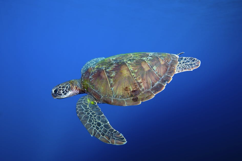 News spotlight: In the Philippines, a sea turtle sanctuary is ...