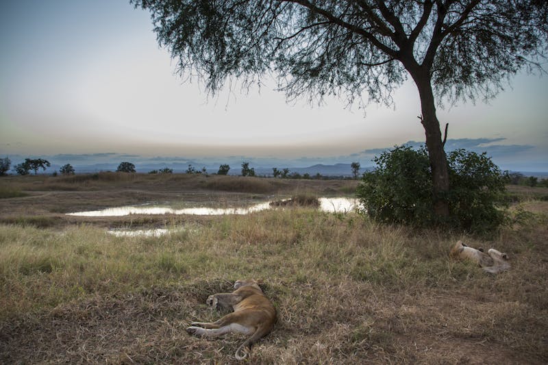 Lions in Tanzania