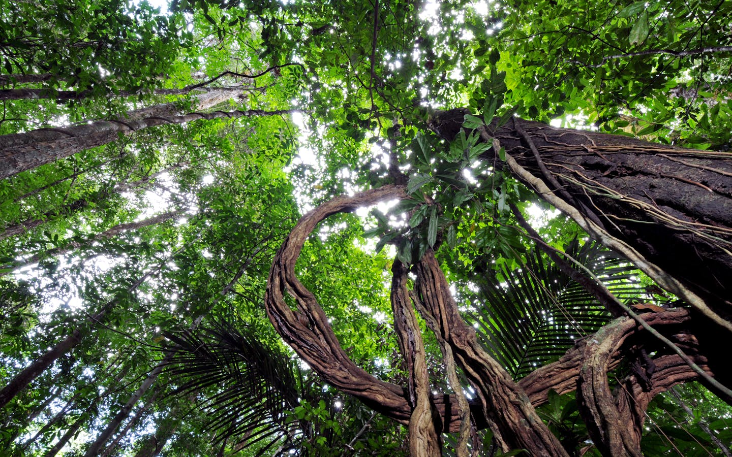 Looking up at the canopy in the Amapá State Forest, Brazil