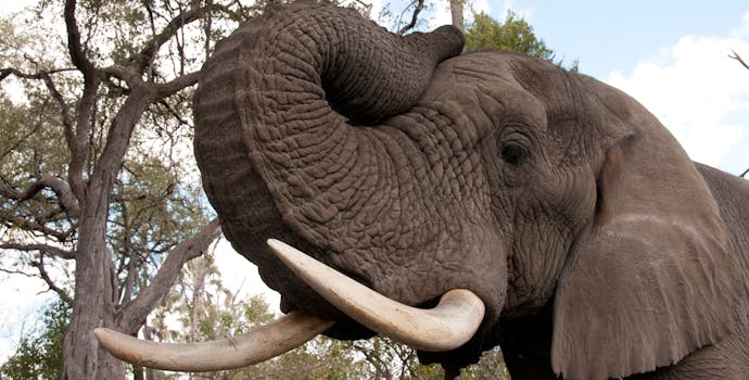 Close-up, elephant  