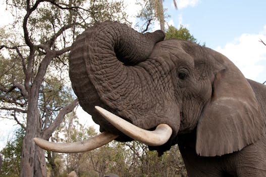 Close-up, elephant  
