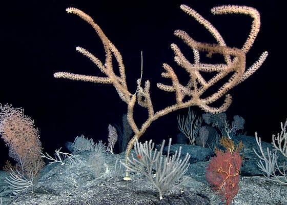 A diverse, dense coral community was present throughout the dive at Debussy Seamount.