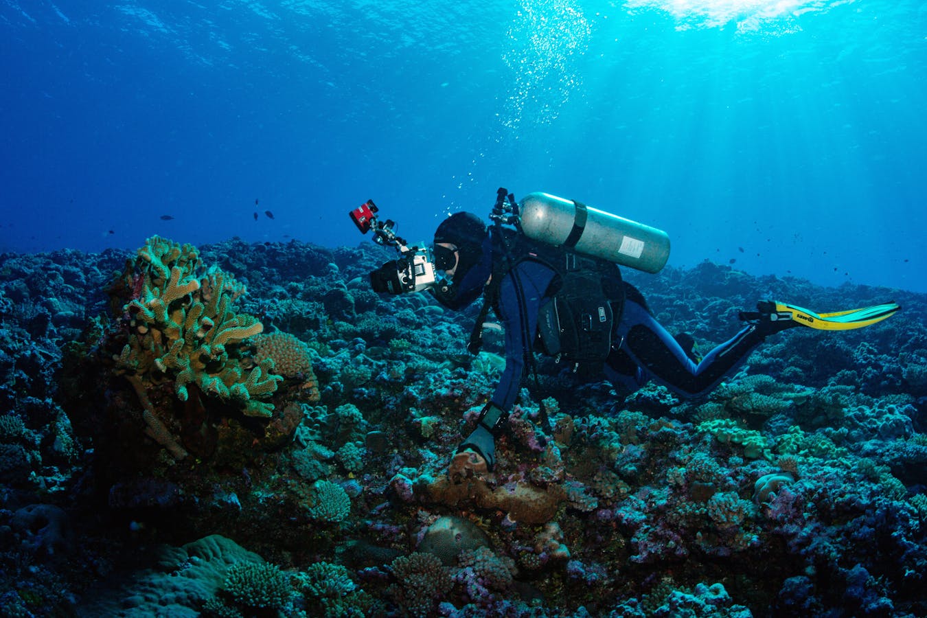 Gerry Allen photographing a secretive hawkfish hidden in a coral head during a marine Rapid Assessment Program.