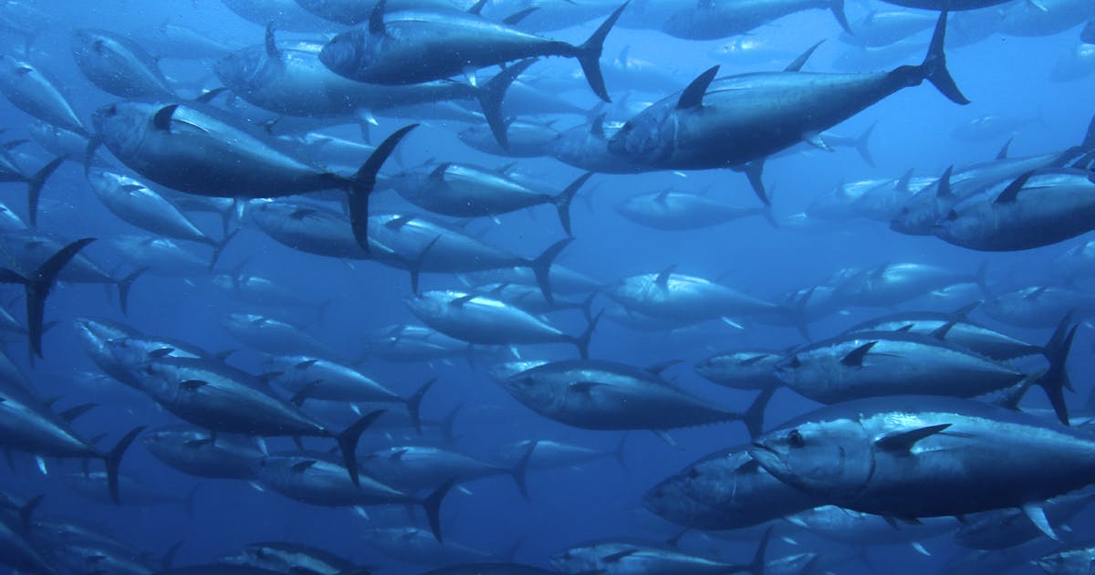 Kemenangan besar untuk jaring perikanan tuna memperbarui fokus pada hak asasi manusia