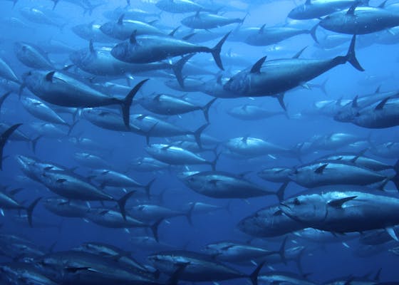 Bluefin tuna in a net.