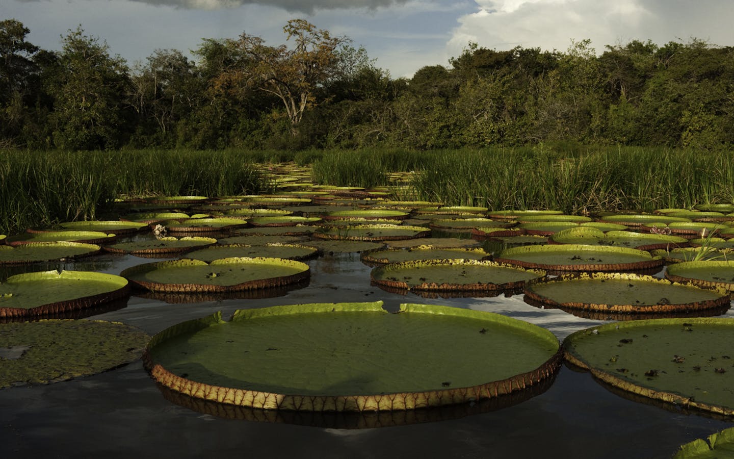 Giant Amazon Water Lily (Victoria amazonica)