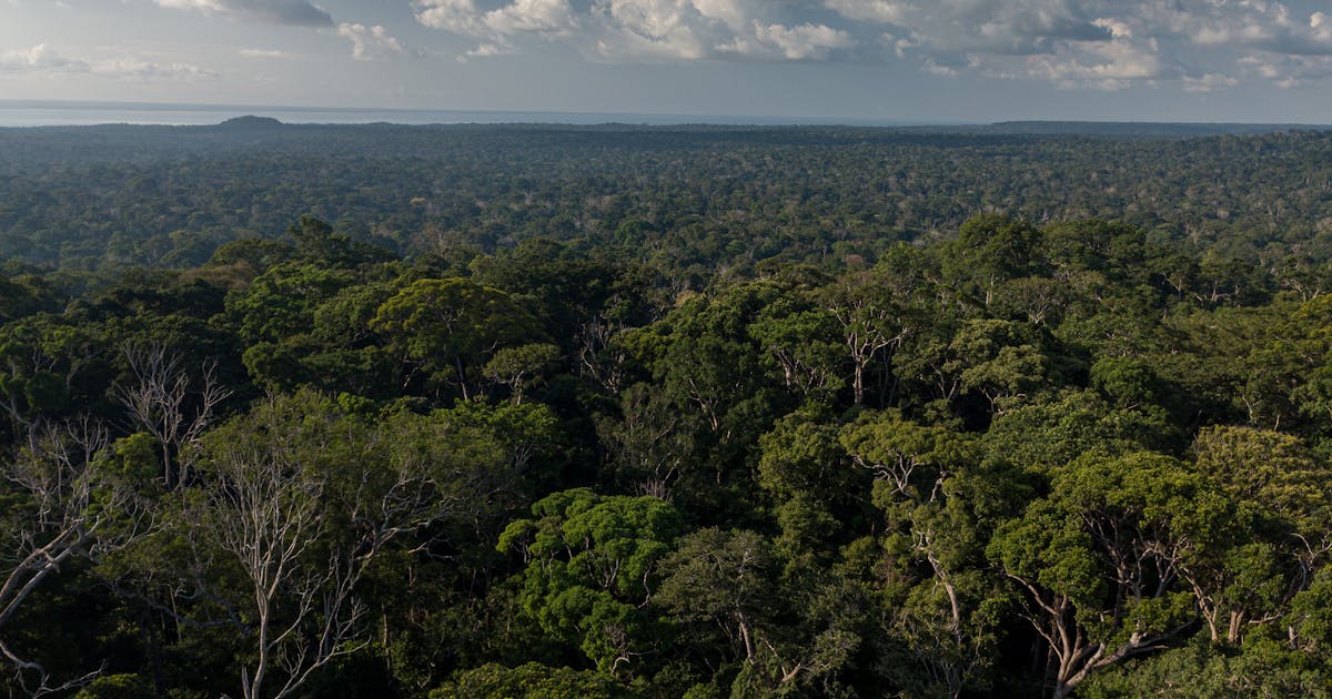 Bisakah Amazon menjadi titik nol untuk pandemi dunia berikutnya?