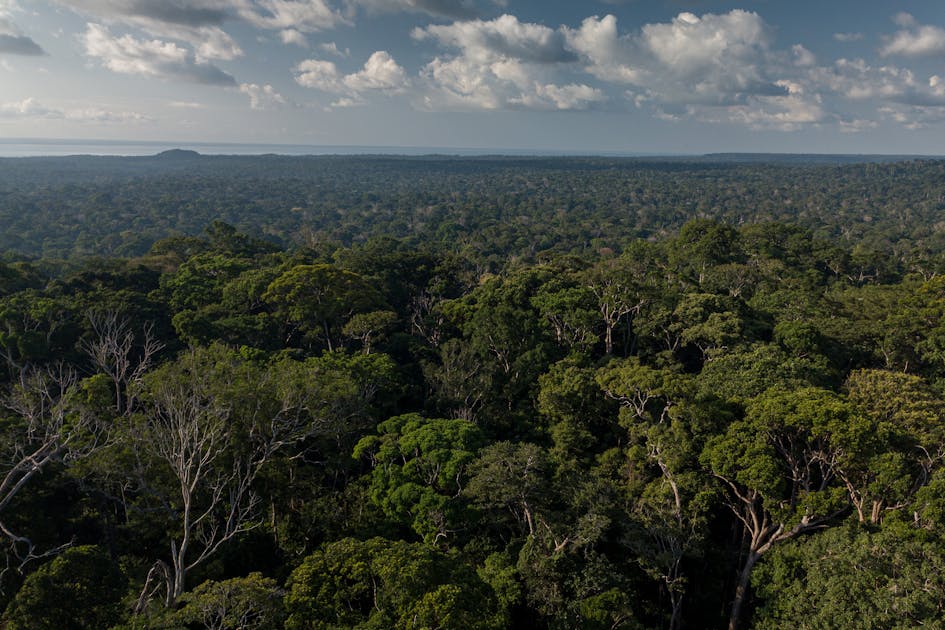 New science: restoring forests, coastal protection and more