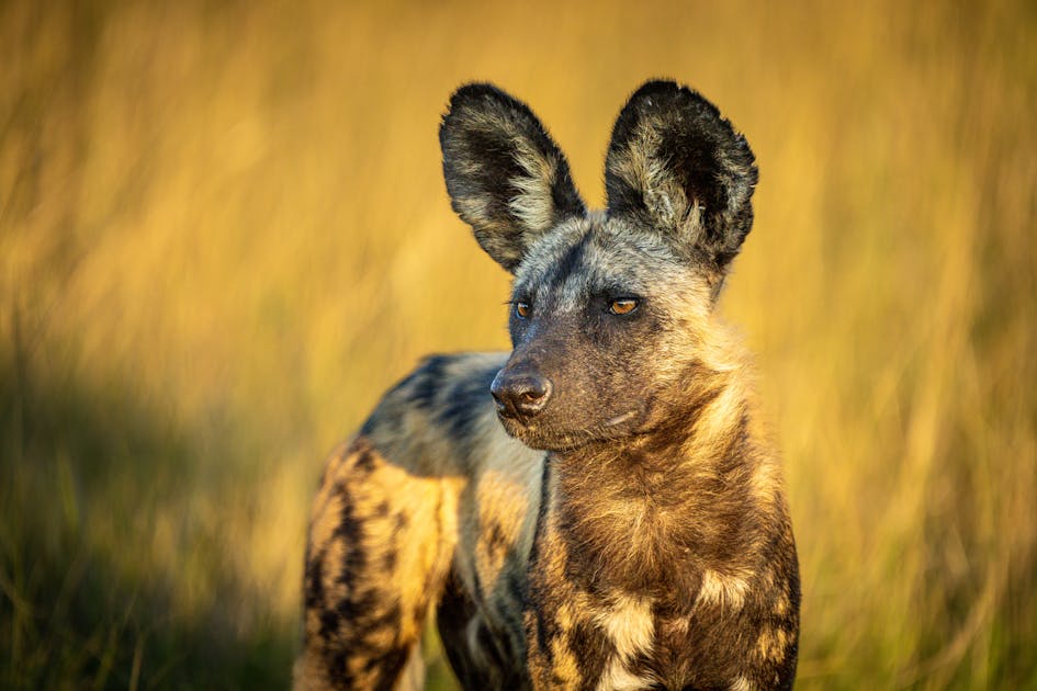 Study: Camera traps key to closing biodiversity data gaps