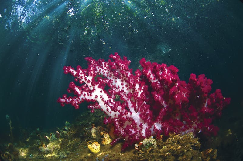 Los rayos de sol brillan sobre un coral rosa vibrante