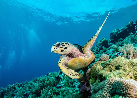 Sea turtle in Timor-Leste