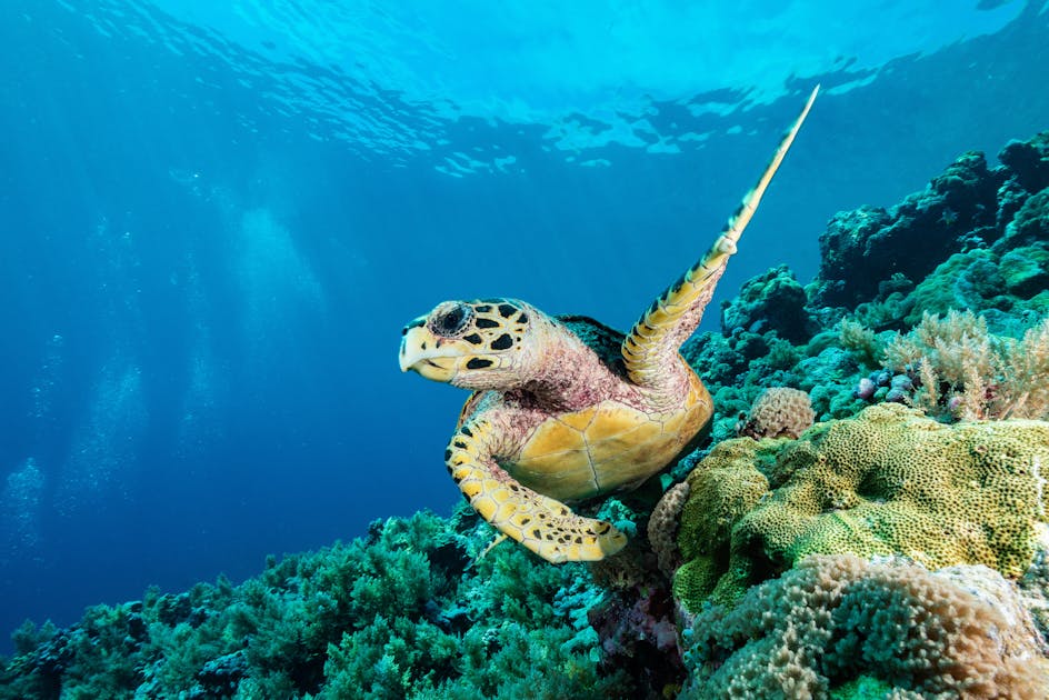 COP15 reaches ambitious plan for nature, now countries must accelerate ...