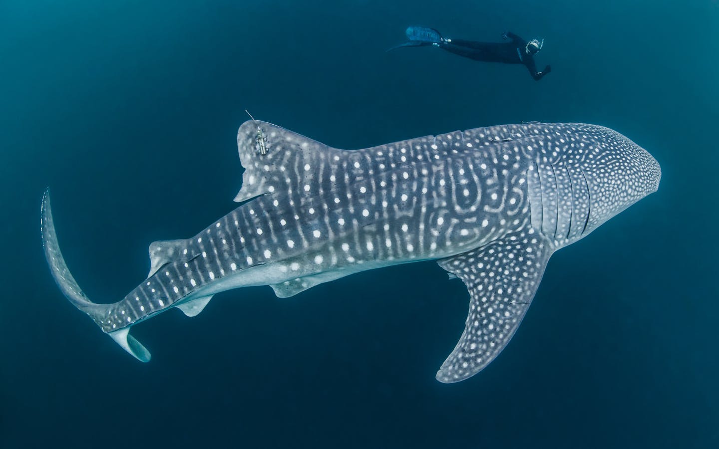 Mark Erdmann swims with a tagged whale shark. 