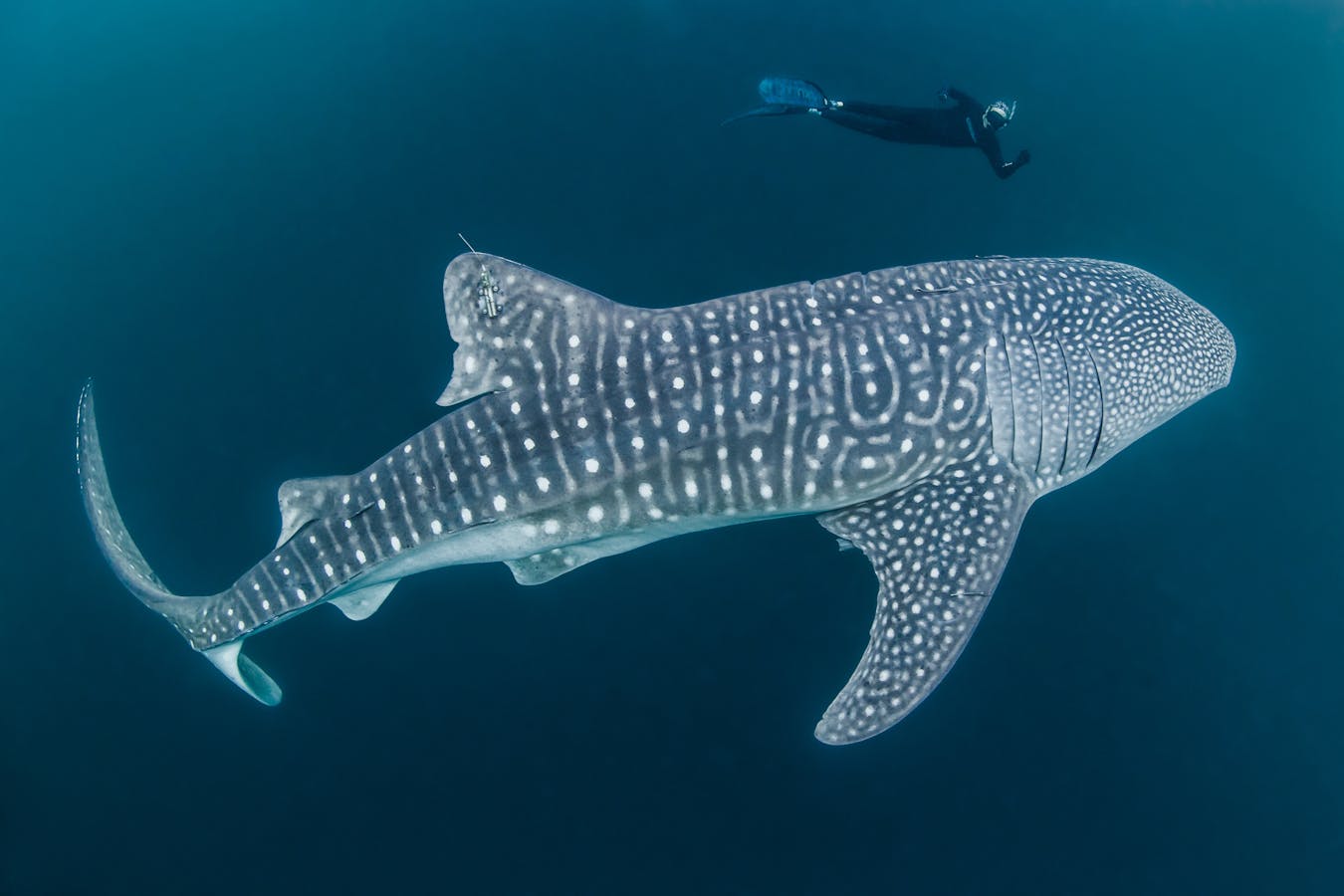 Mark Erdmann swims with a tagged whale shark. 