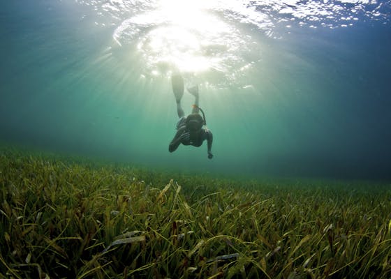 A young woman dives down to explore the seagrass bed in Honduras.