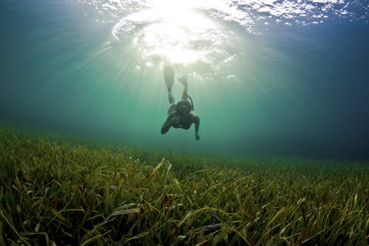 A young woman dives down to explore the seagrass bed in Honduras.