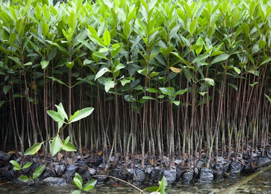 A collection of mangrove trees near the coast of Ecuador.