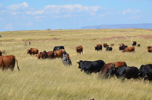 A herder brings his cattle in for the night.