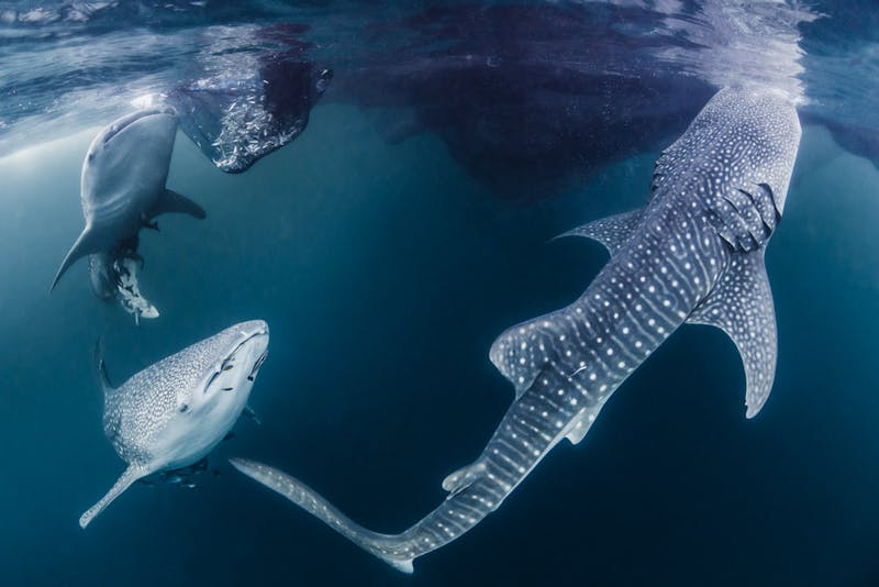 Three young whale sharks looking for a meal