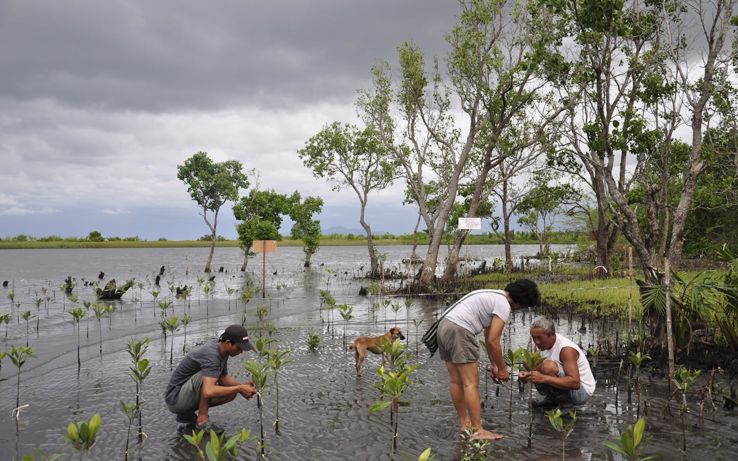 The Silonay community is working together to plant a mangrove forest that will protect the ecology and their future.