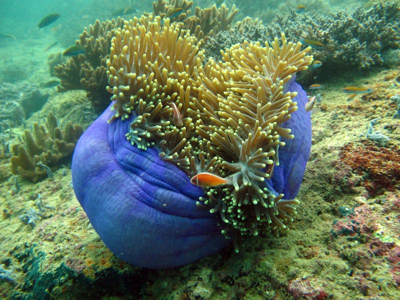 Soft coral in Triton Bay, Kaimana