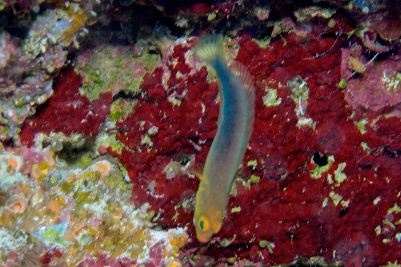 A new dottyback species of fish