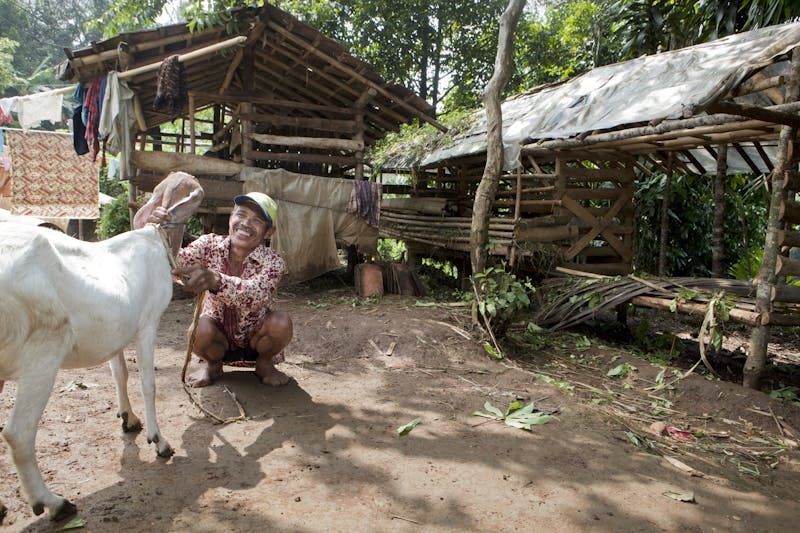 Goat farming near Gunung Gede Pangrango National Park