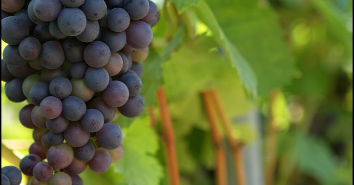Perubahan iklim menekan produksi anggur