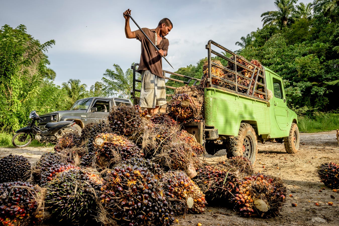 Oil palm workers at a smallholder oil palm plantation in Tapanuli Selatan, North Sumatra.