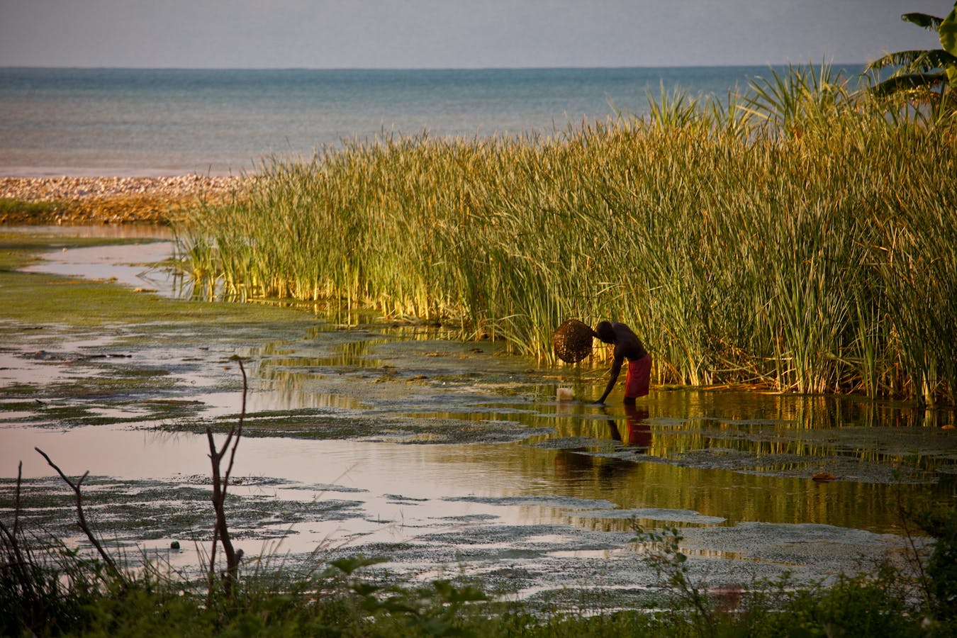 A man farms seaweed near Port Salud on the Tiburon peninsula, Haiti 