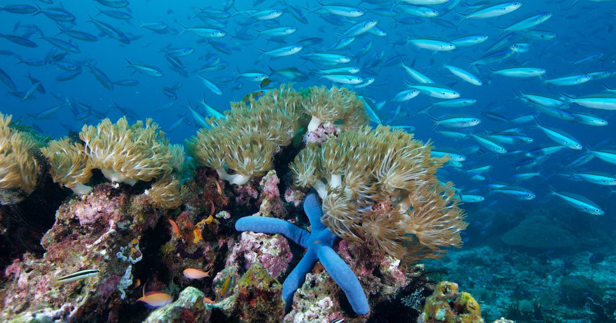 Di laut lepas, para ilmuwan melihat jalur kehidupan bagi terumbu karang