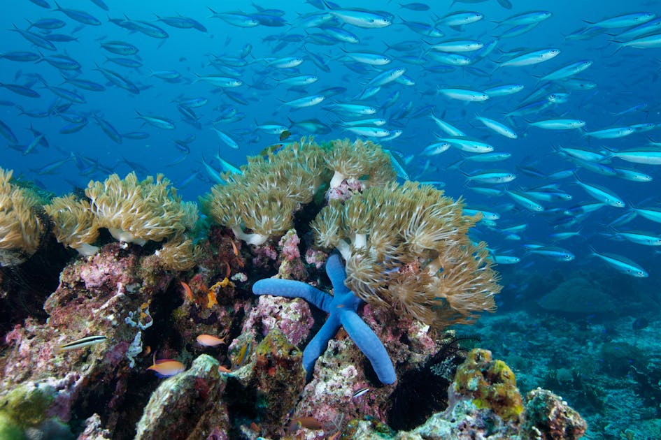 Diagram showing the functional importance of high seas coral reefs