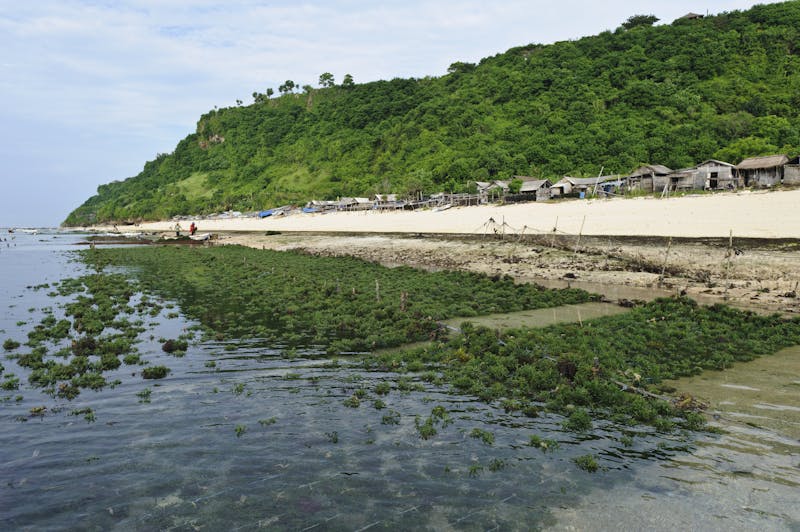 Seaweed growing along the beach, Kutuh, Bali, Indonesia.