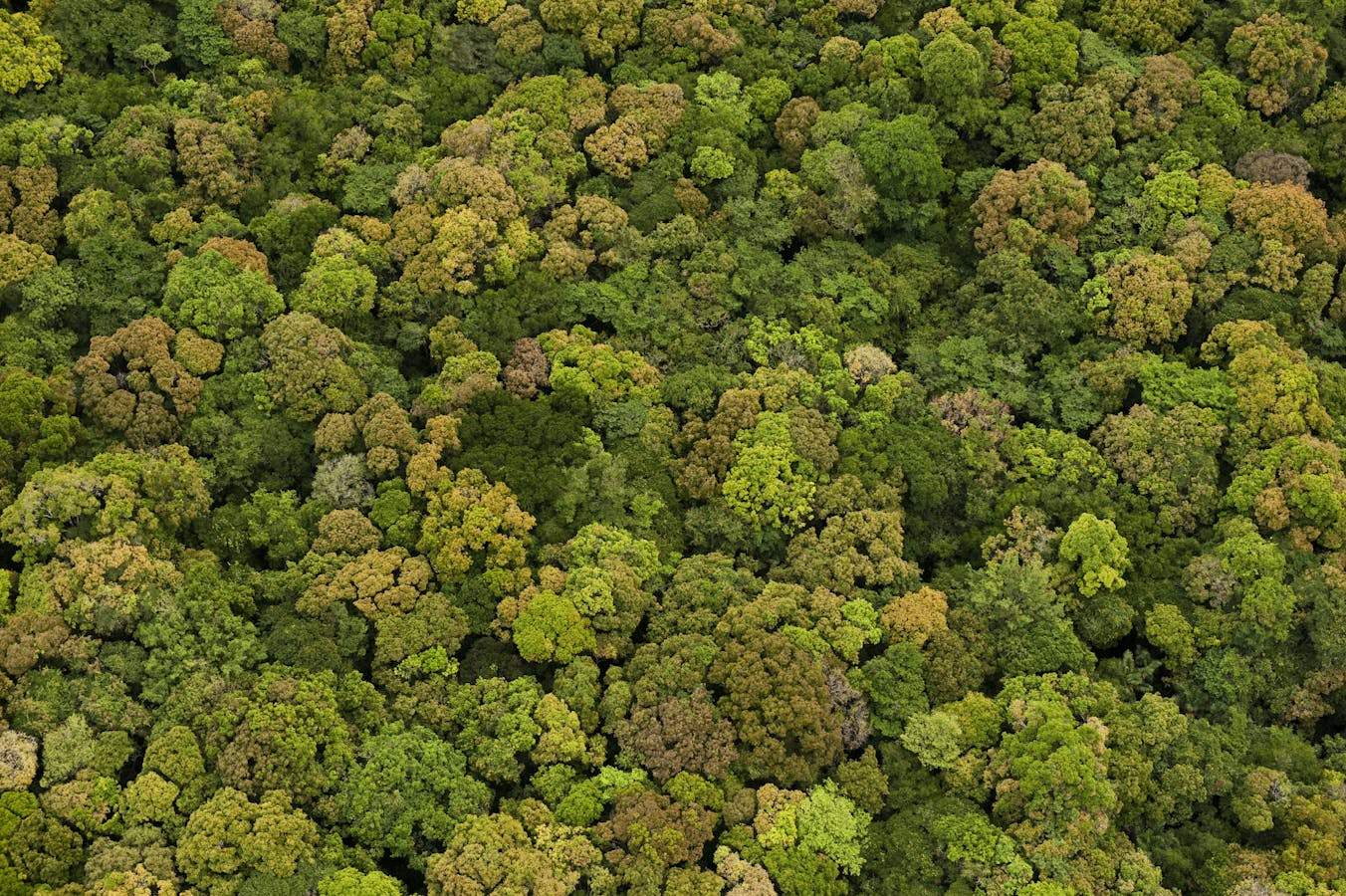 Aerial View of Rainforest, Iwokrama Reserve 