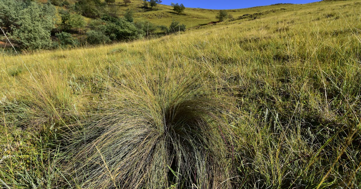 Study: To restore grasslands, it’s time to get wild