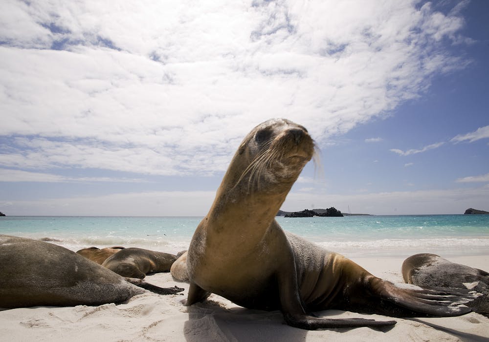 Sea lion in the Galapagos 