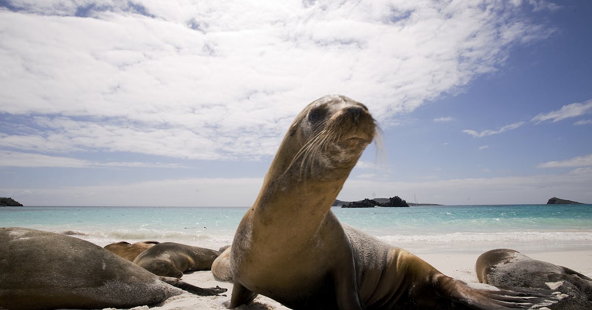 Di Galápagos, pendekatan konservasi baru menemukan ‘titik manis’ antara produksi, perlindungan