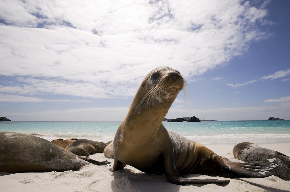 Sea lion in the Galapagos 